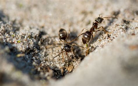 養魚好處 家中突然出現很多小螞蟻